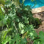 The Secret Garden Tulum