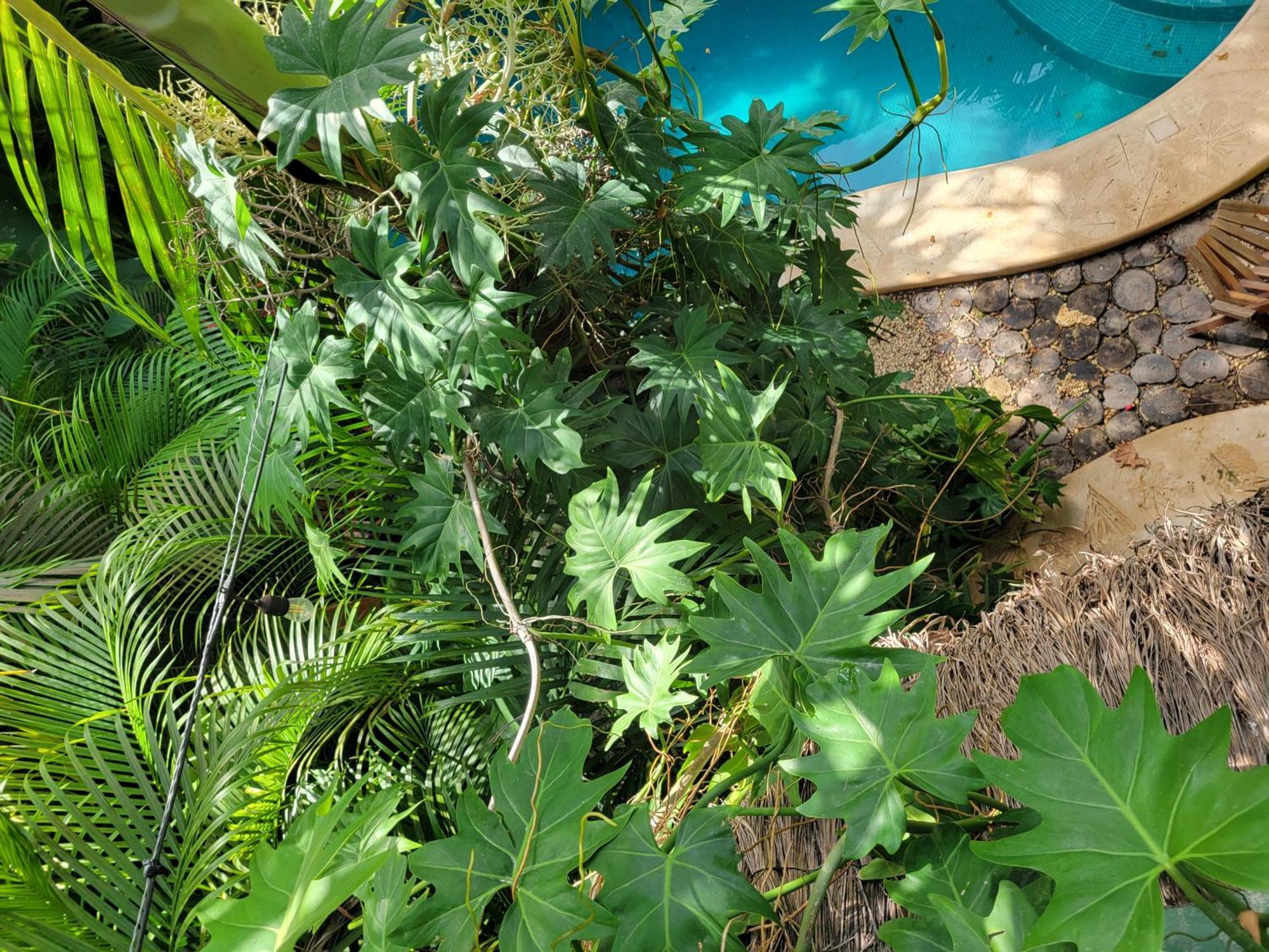 Apartment The Secret Garden *