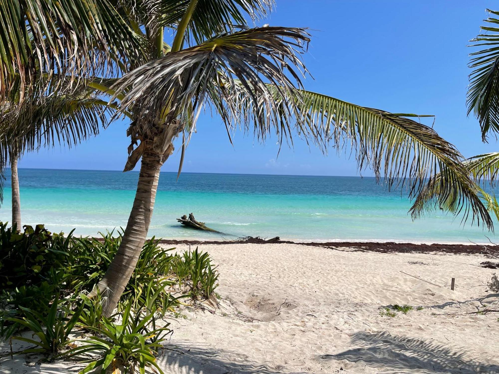 Phoenix Tulum